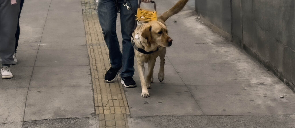 Um homem, um cão-guia e a força de uma vida compartilhada