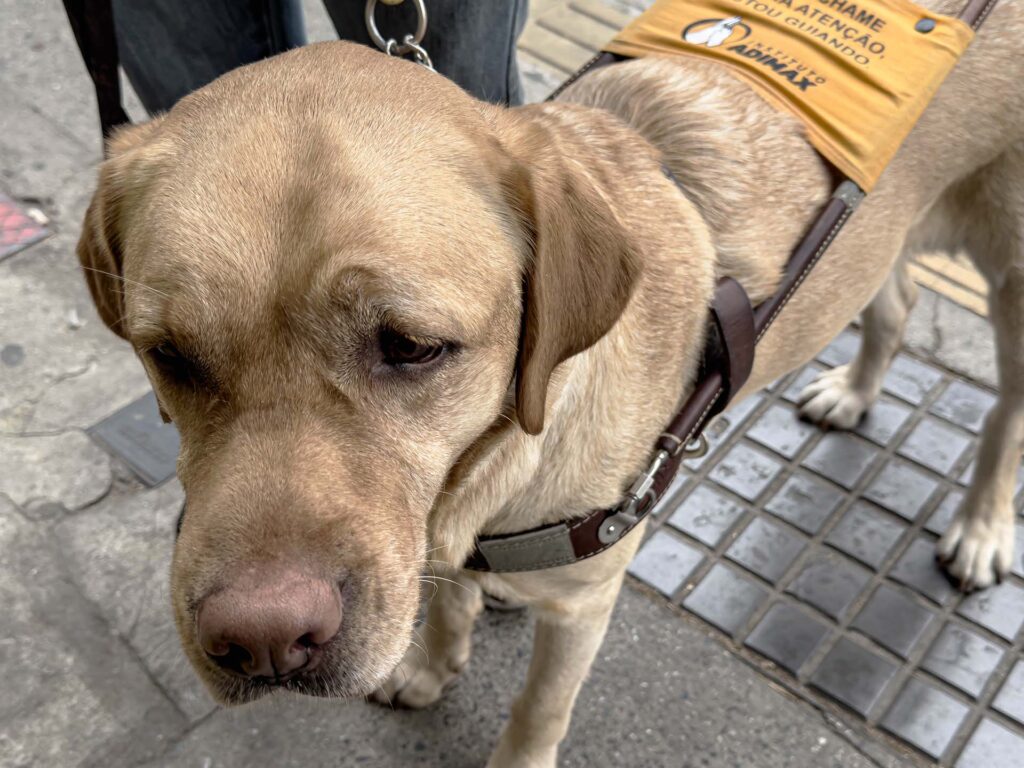 O cão guia, Quim, com o colete de serviço nas ruas de São Paulo capital.